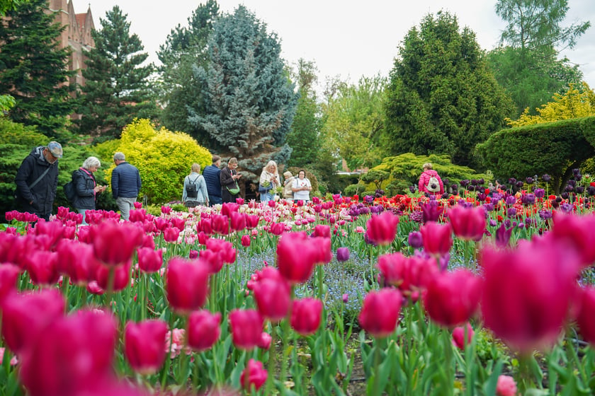 Festiwal Tulipanów w Ogrodzie Botanicznym Uniwersytetu Wrocławskiego, 9 maja 2026 r.