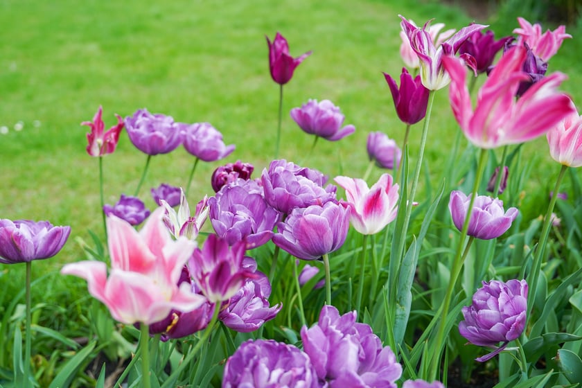 Festiwal Tulipanów w Ogrodzie Botanicznym Uniwersytetu Wrocławskiego, 9 maja 2026 r.