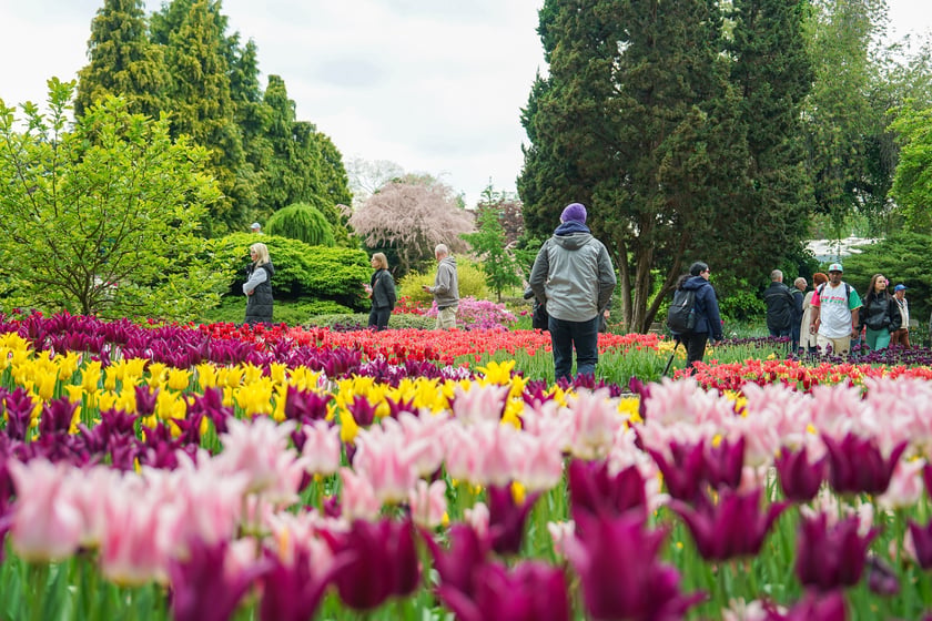 Festiwal Tulipanów w Ogrodzie Botanicznym Uniwersytetu Wrocławskiego, 9 maja 2026 r.