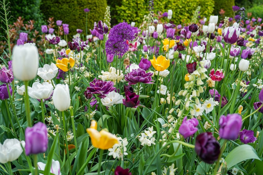 Festiwal Tulipanów w Ogrodzie Botanicznym Uniwersytetu Wrocławskiego, 9 maja 2026 r.