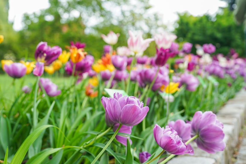 Festiwal Tulipanów w Ogrodzie Botanicznym Uniwersytetu Wrocławskiego, 9 maja 2026 r.