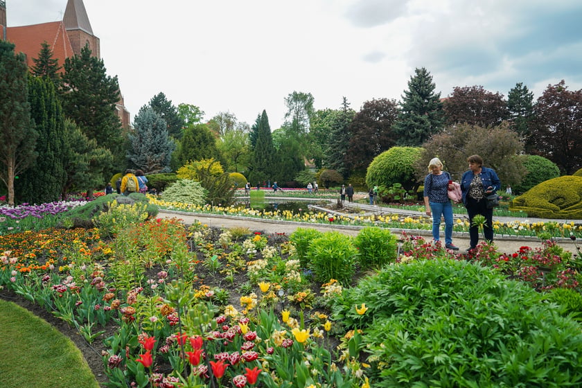 Festiwal Tulipanów w Ogrodzie Botanicznym Uniwersytetu Wrocławskiego, 9 maja 2026 r.