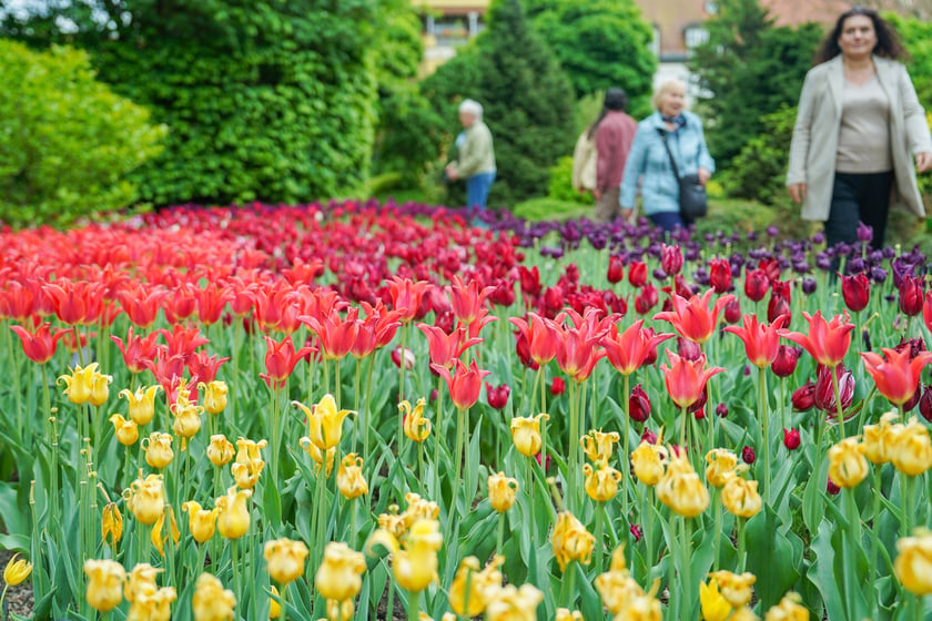 Festiwal Tulipanów w Ogrodzie Botanicznym Uniwersytetu Wrocławskiego, 9 maja 2026 r.