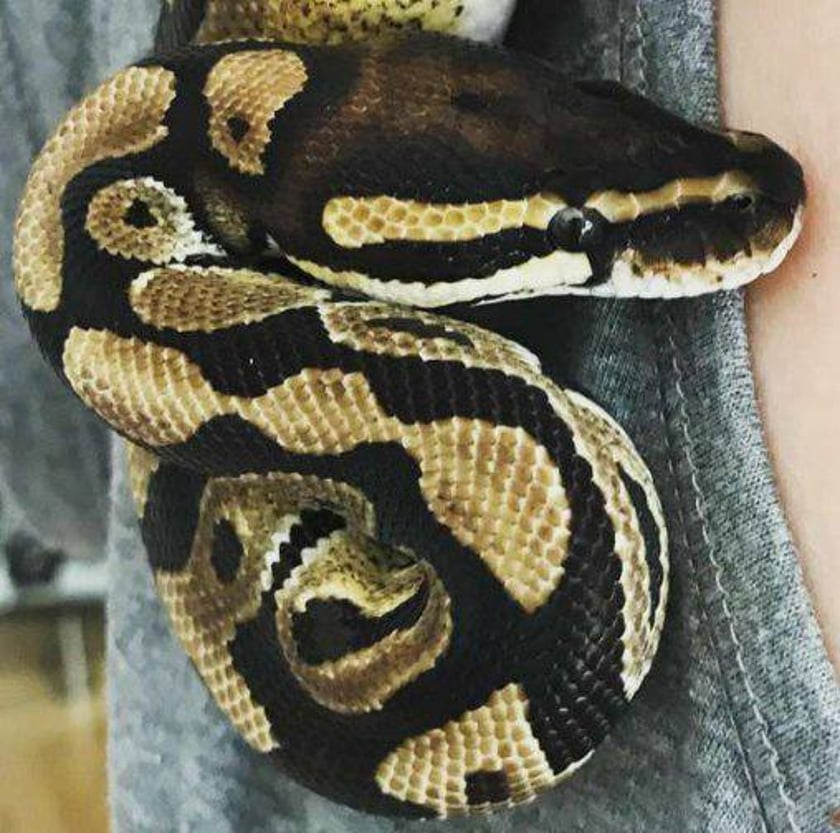 Mehira, czyli pyton królewski, który uciekł z mieszkania na wrocławskim Nadodrzu