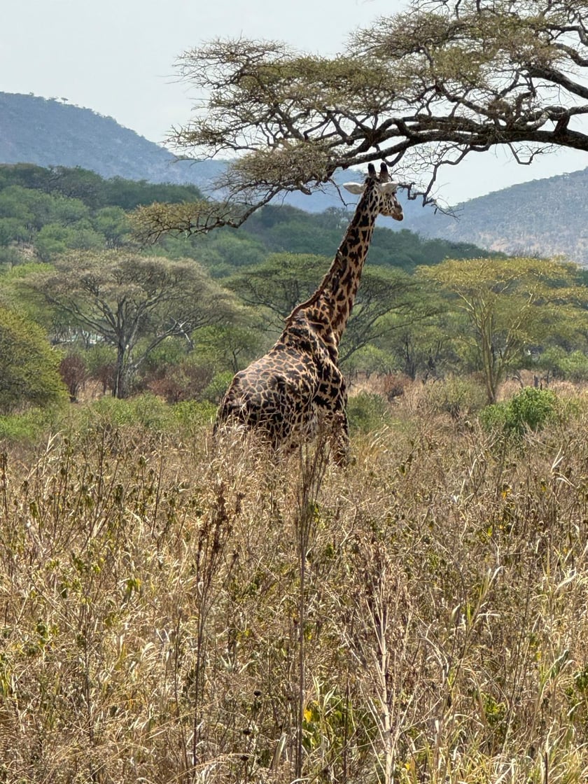 Badania i wcześniejszy rekonesans w Serengeti