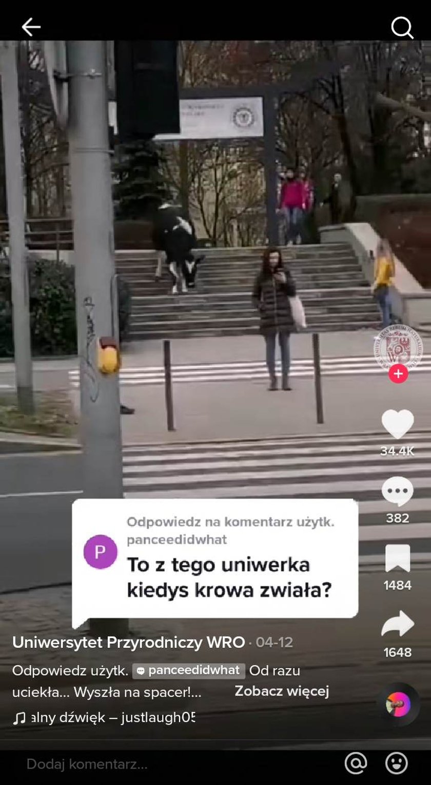 Na zdjęciu krowa zbiegająca ze schodów. Poniżej wpis: Odpowiedź na komentarz użyt. panceedidwhat: To z tego uniwerka kiedyś krowa zwiała?