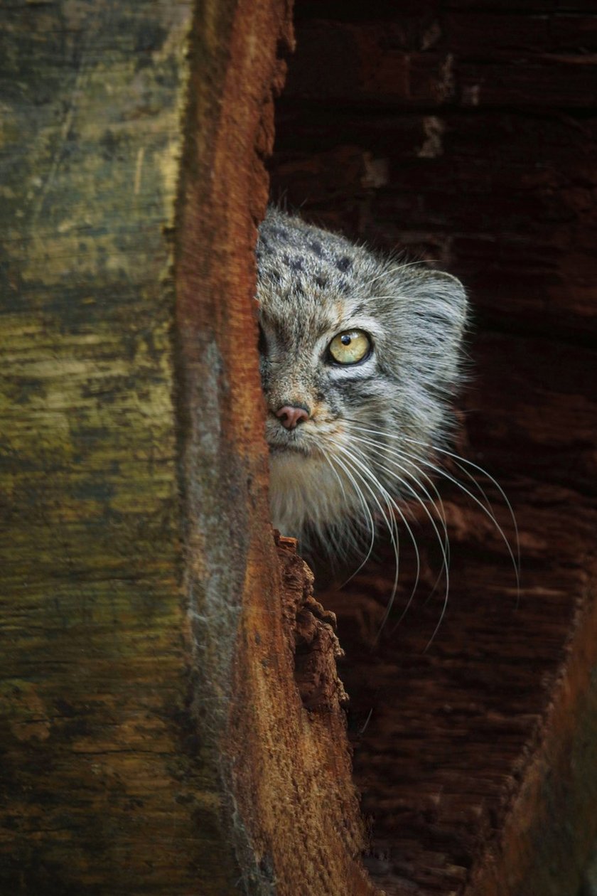 Zarina, manul stepowy