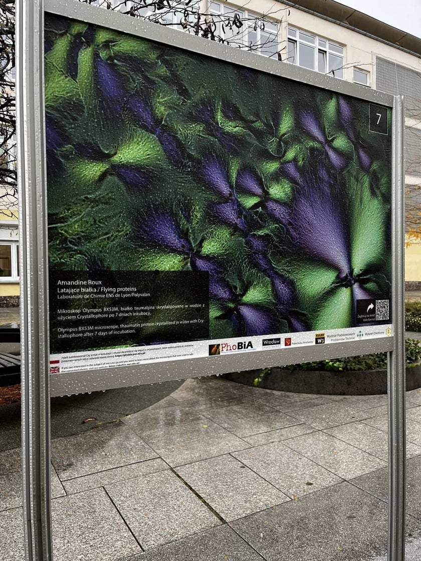<p>Wystawa na ul. Kuźniczej zdjęć mikroskopowych&nbsp;</p>