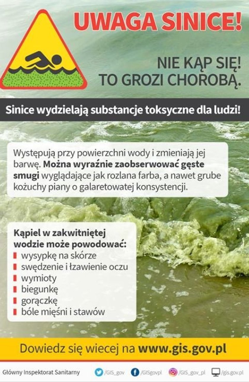 Powiększ obraz: Sinice (cyjanofity, cyjanobakterie, cyjanoprokariota, Cyanobacteria) to jedne z najstarszych organizmów występujących na Ziemi. Można je spotkać prawie w każdym środowisku, ponieważ są odporne na długotrwałe susze oraz bardzo wysokie temperatury, a nawet wysoką kwasowość podłoża. Dzięki zawartości chlorofilu mają zieloną barwę.