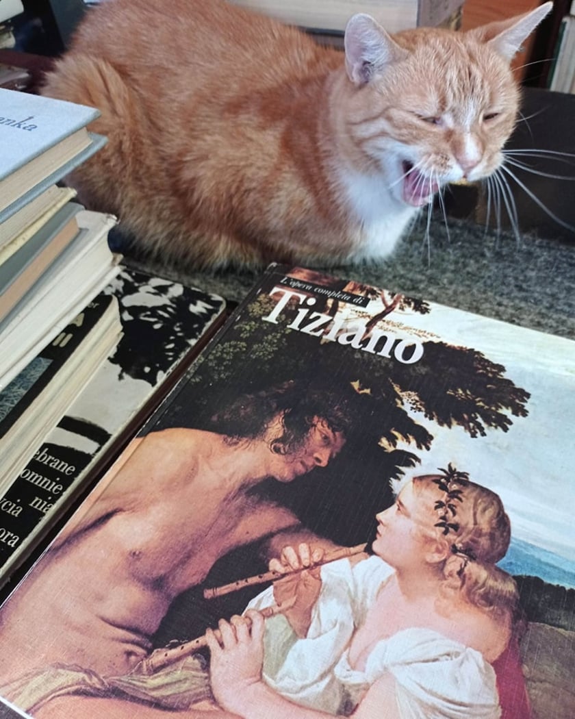 Powiększ obraz: <p>Zaginął kot Tycjan z Antykwariatu Naukowego przy Szewskiej 64</p>