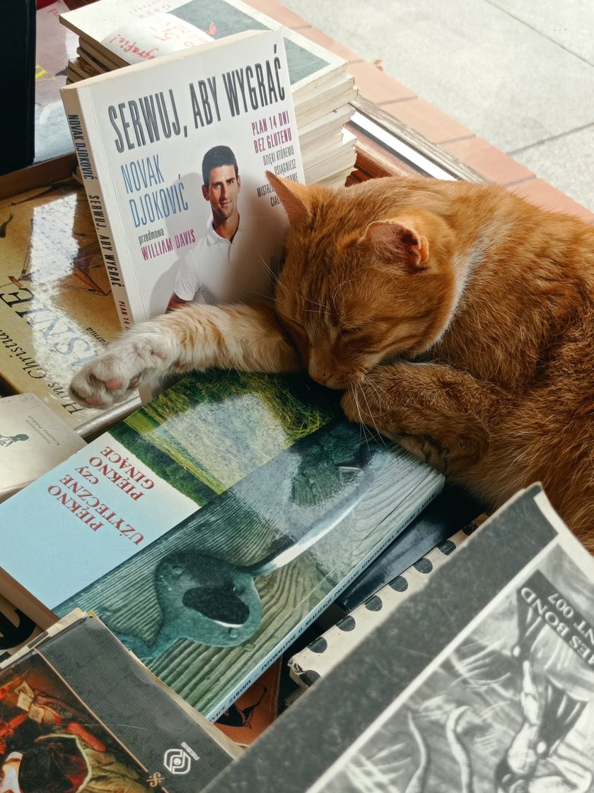 Powiększ obraz: <p>Zaginął kot Tycjan z Antykwariatu Naukowego przy Szewskiej 64</p>