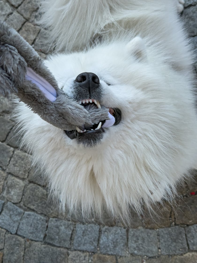 Powiększ obraz: <p>Bouli - 3. miejsce w konkursie "Psia Piękność" - najbardziej zależało mu na smaczkach, ale zainteresowały go tez inne zabawki</p>