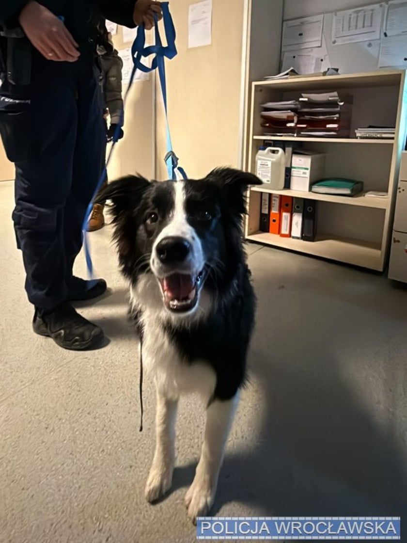 Powiększ obraz: <p>Pies, kt&oacute;rego właściciel kopał i bił podczas spaceru, został umieszczony we wrocławskim schronisku</p>