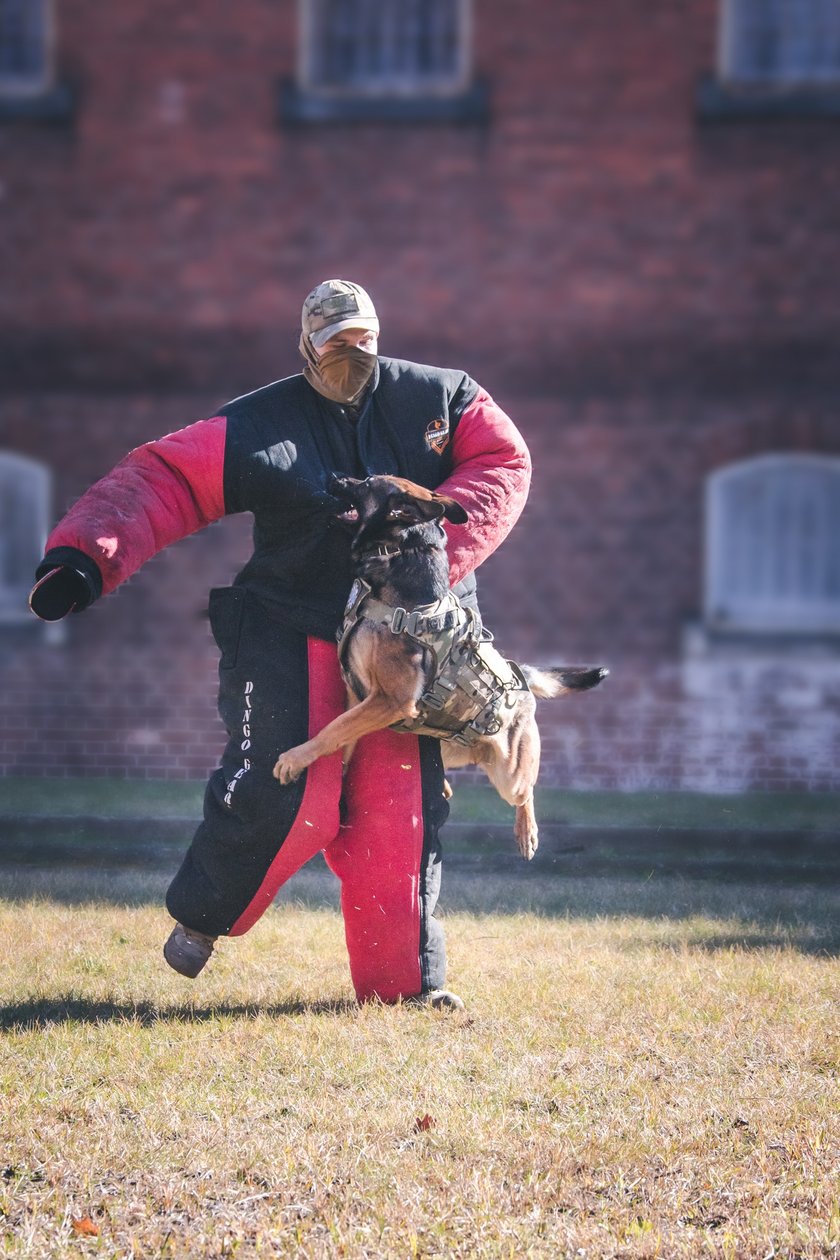 Powiększ obraz: <p>Szkolenie mundurowych przewodnik&oacute;w i ich ps&oacute;w służbowych z ZK1 przy Kleczkowskiej</p>