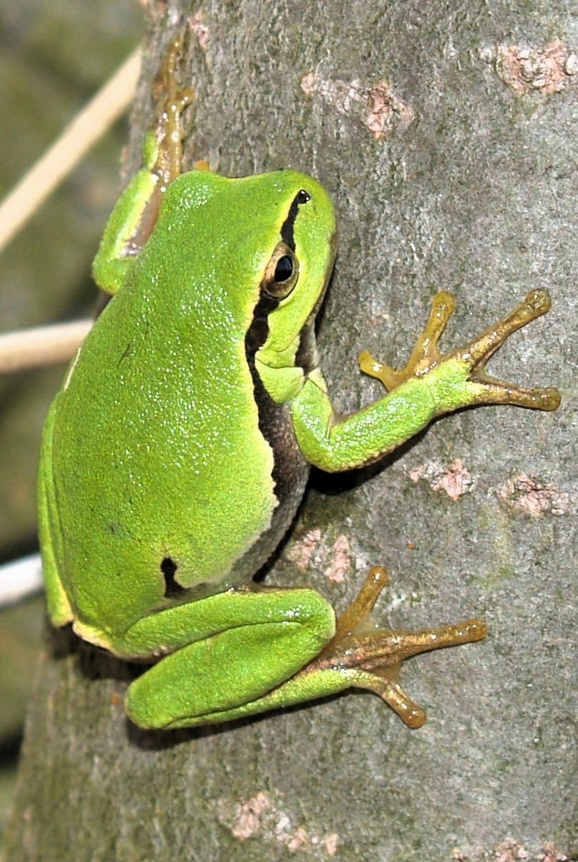 Powiększ obraz: Rzekotka drzewna (Hyla arborea)