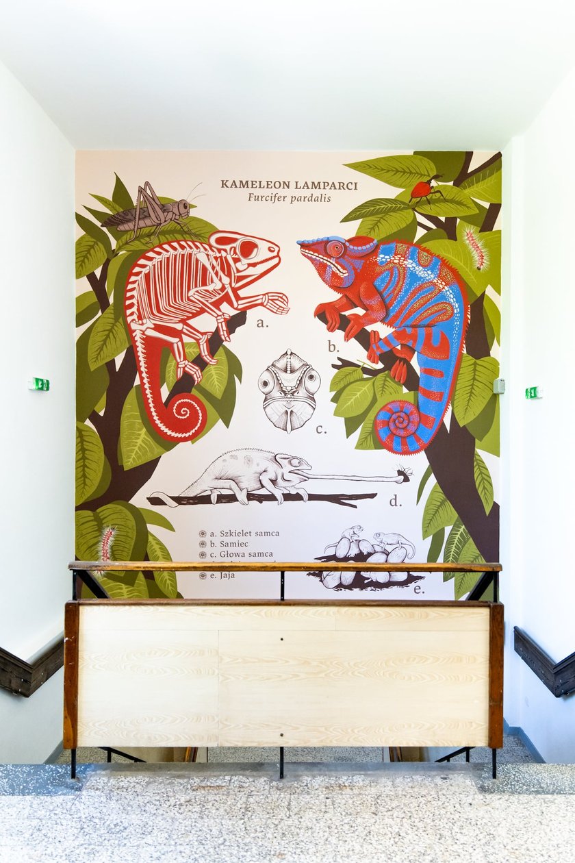 <p>Mural Aleksandry Czudżak w terrarium w Zoo Wrocław</p>