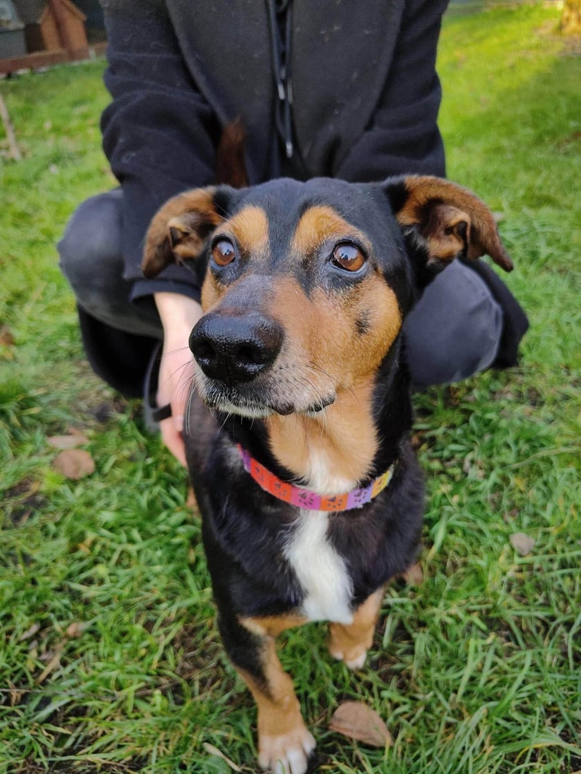 Na zdjęciu pies do adopcji - podopieczny wrocławskiej Ekostraży