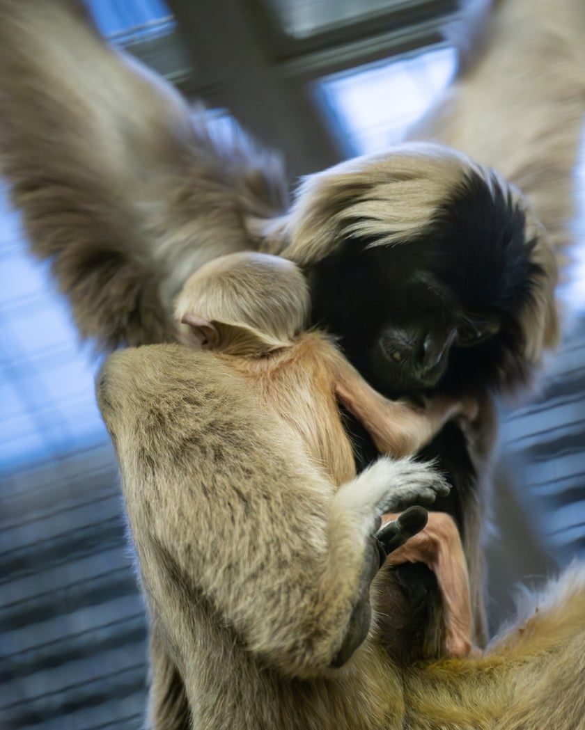 Młody gibon czapnik, który przyszedł na świat we wrocławskim zoo