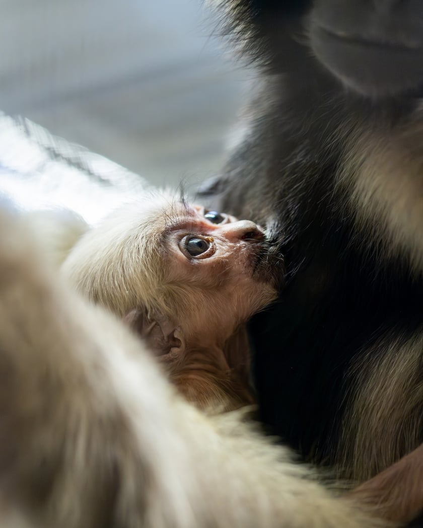 Młody gibon czapnik, który przyszedł na świat we wrocławskim zoo