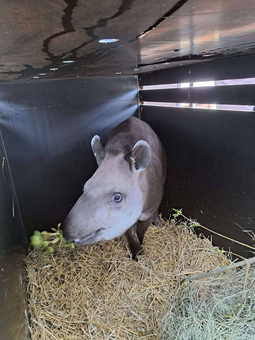 <p>Tapirzyca Sara we wrocławskim zoo</p>