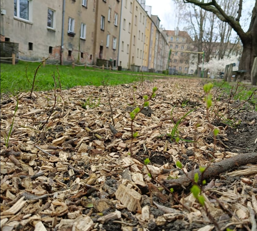 <p>Nasadzenia, kt&oacute;re pojawiły się na wrocławskich podw&oacute;rkach. To ponad 200 drzew</p>