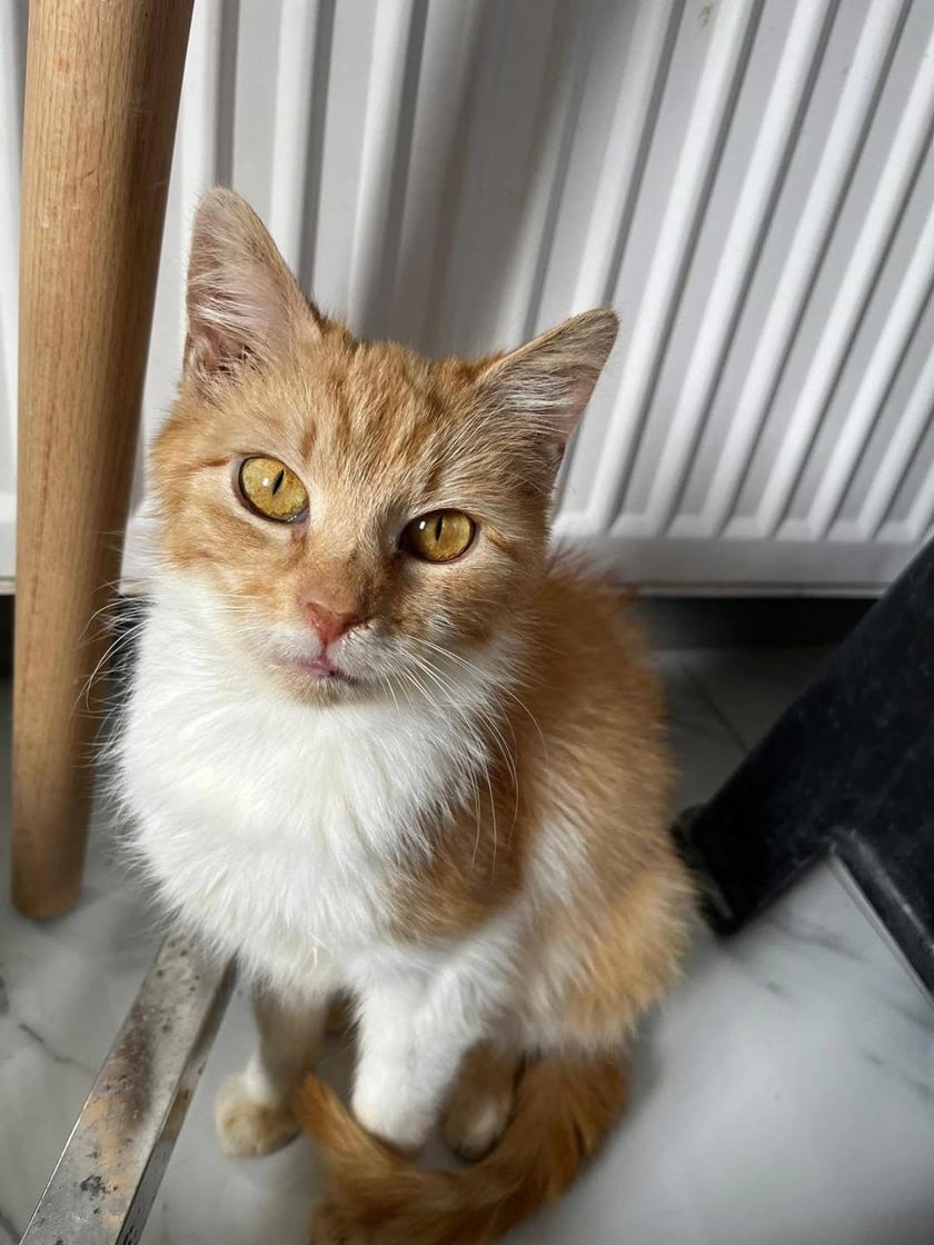 Kot czekający na adopcję w Ekostraży