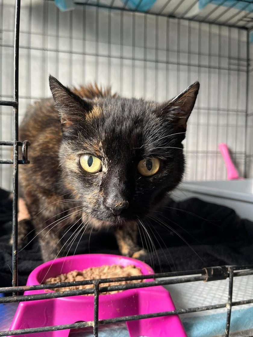 Kot czekający na adopcję w Ekostraży