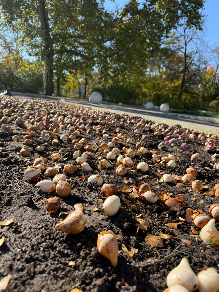 Sadzenie kwiatów na klombie przy pomniku Kopernika.
