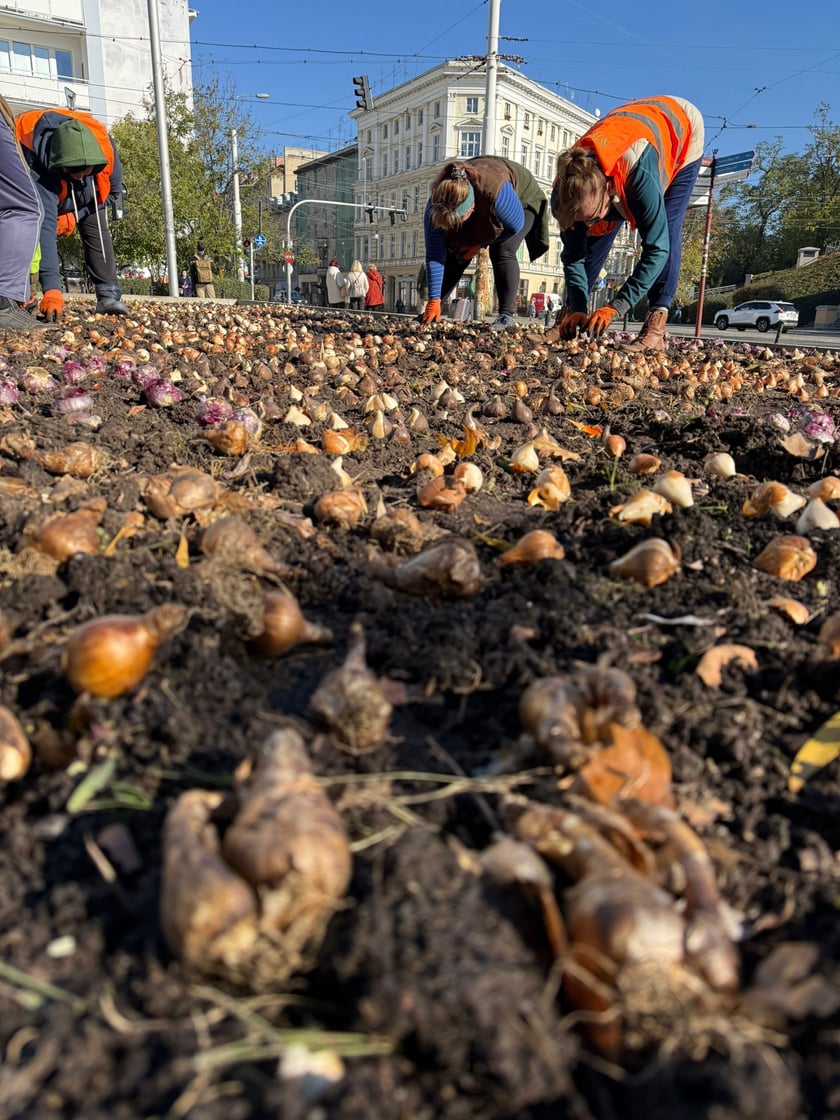 Sadzenie kwiatów na klombie przy pomniku Kopernika.