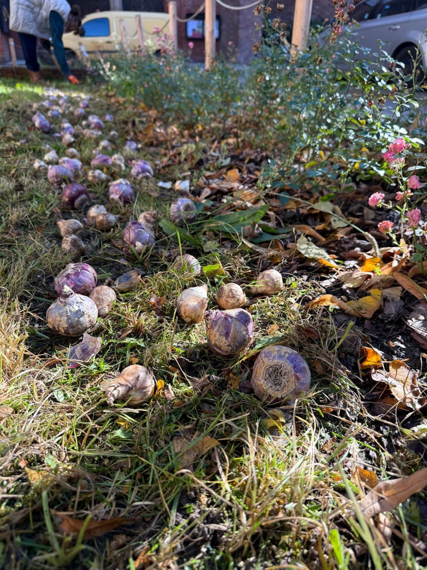 Sadzenie kwiatów na klombie przy ul. św. Katarzyny.