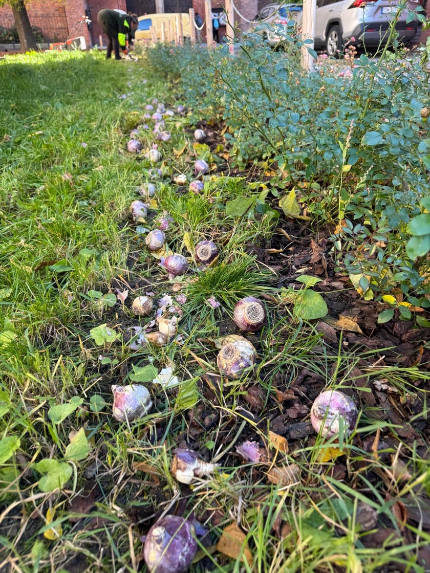 Sadzenie kwiatów na klombie przy ul. św. Katarzyny.