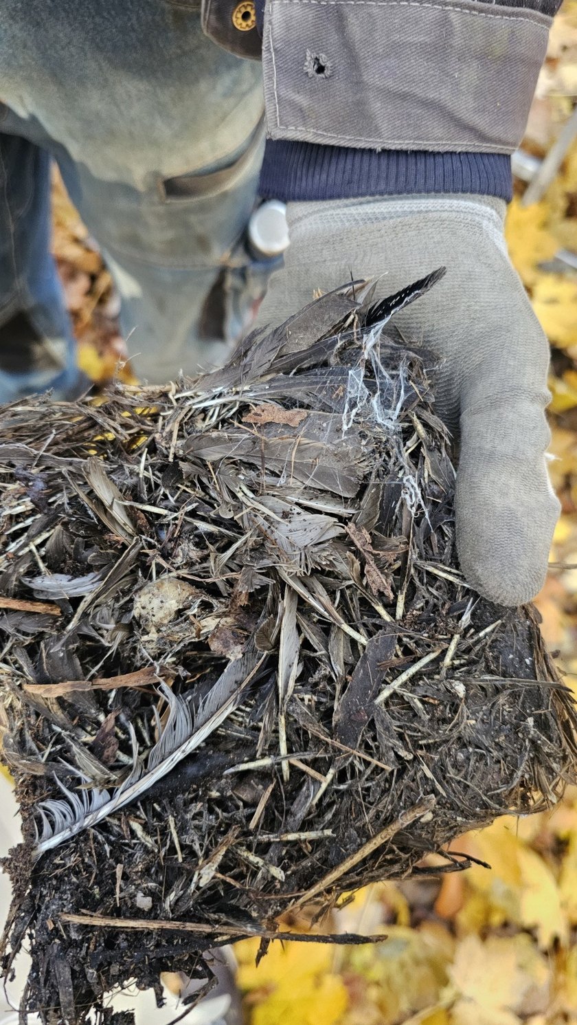 Jesienny przegląd i czyszczenie 70 budek lęgowych rozmieszczonych w różnych częściach Wrocławia.