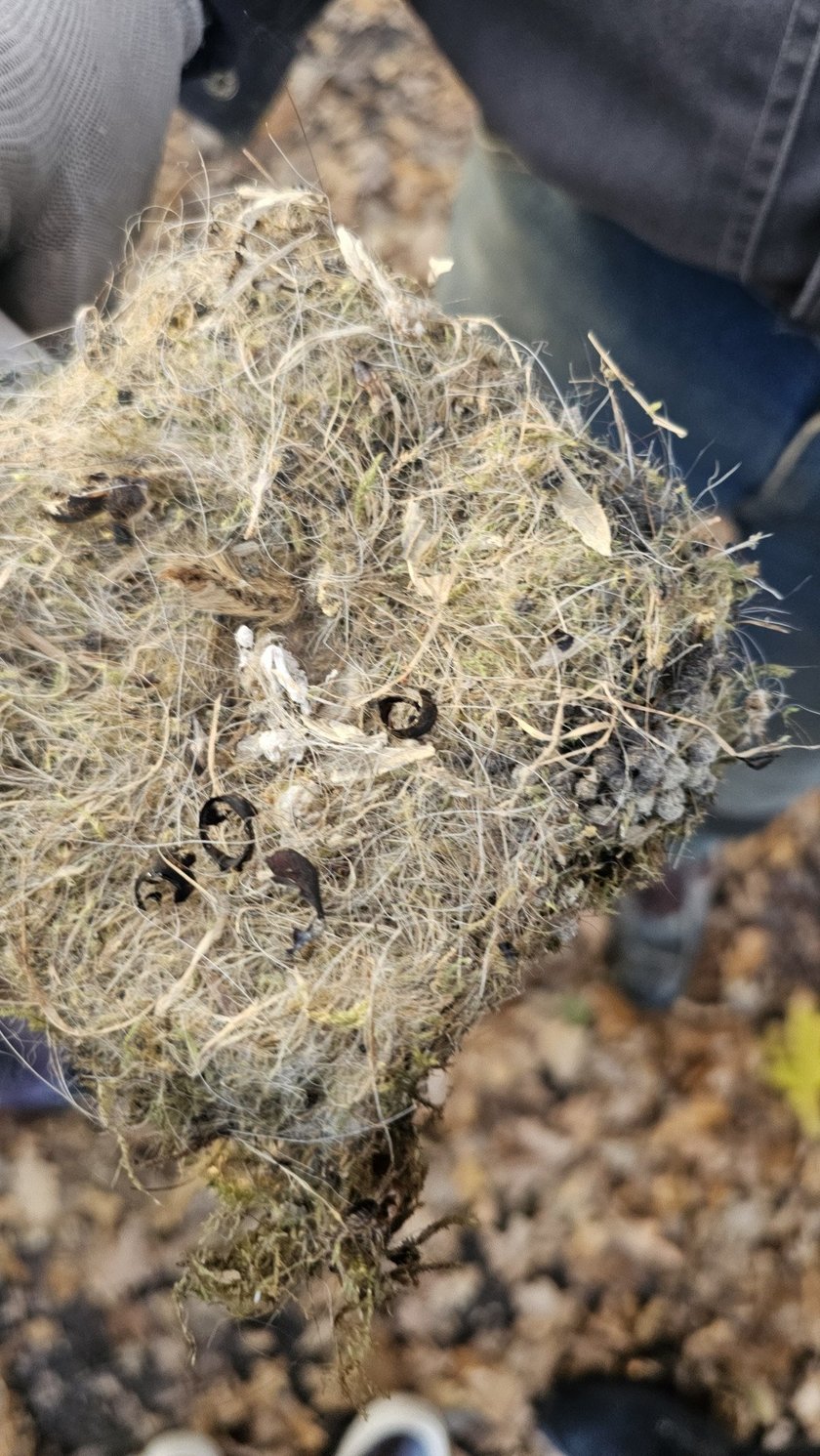 Jesienny przegląd i czyszczenie 70 budek lęgowych rozmieszczonych w różnych częściach Wrocławia.