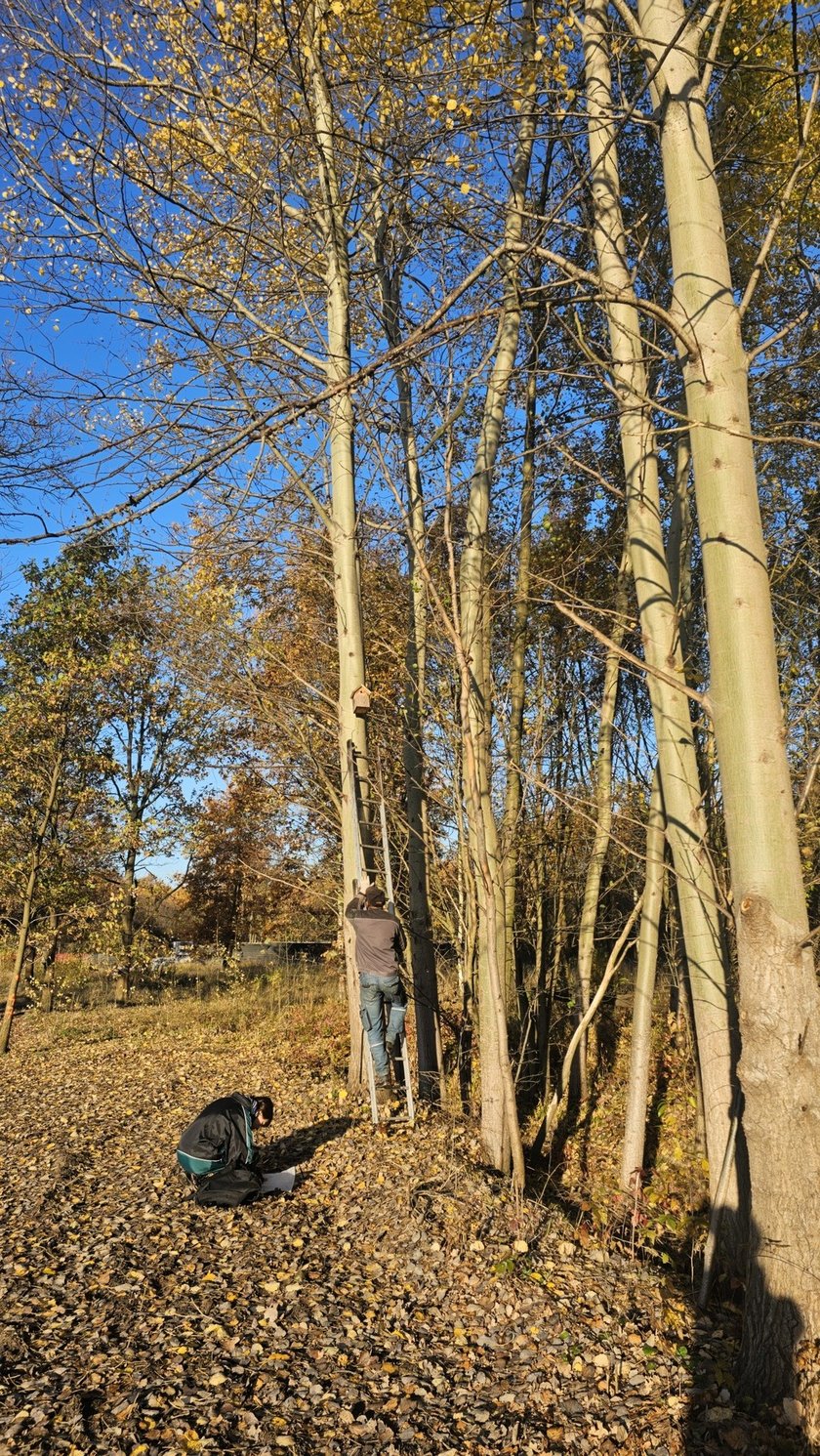Jesienny przegląd i czyszczenie 70 budek lęgowych rozmieszczonych w różnych częściach Wrocławia.