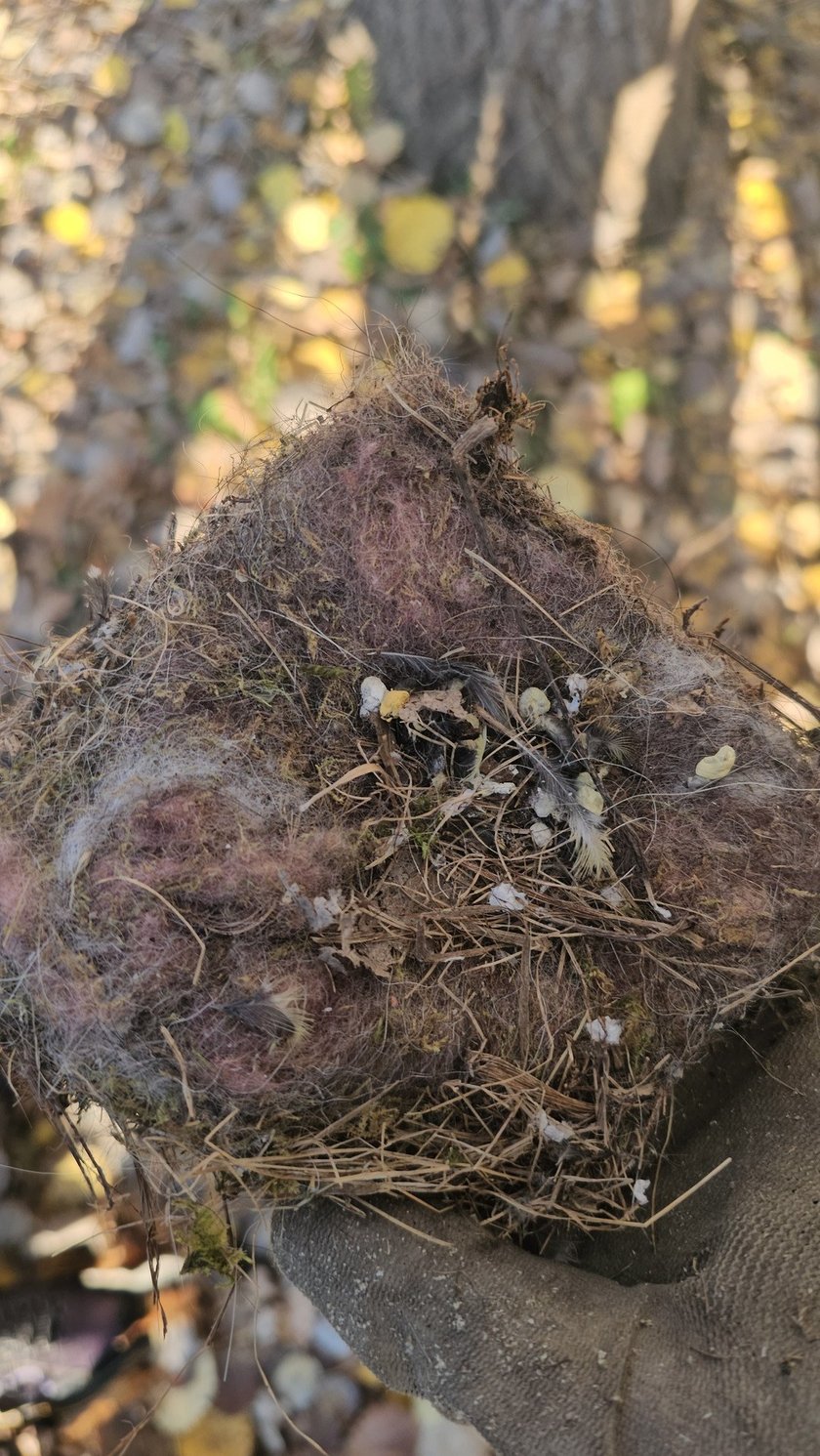 Jesienny przegląd i czyszczenie 70 budek lęgowych rozmieszczonych w różnych częściach Wrocławia.
