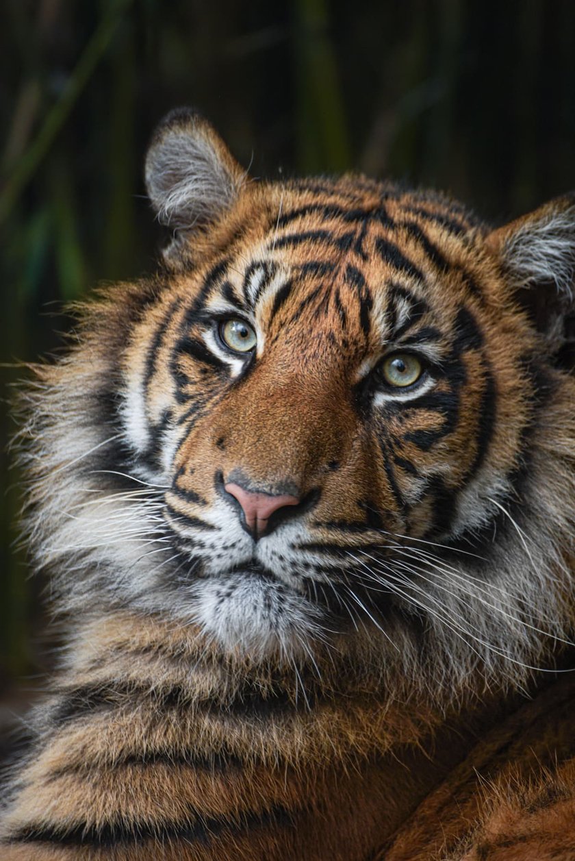 <p>Hari, tygrys sumatrzański z wrocławskiego zoo</p>