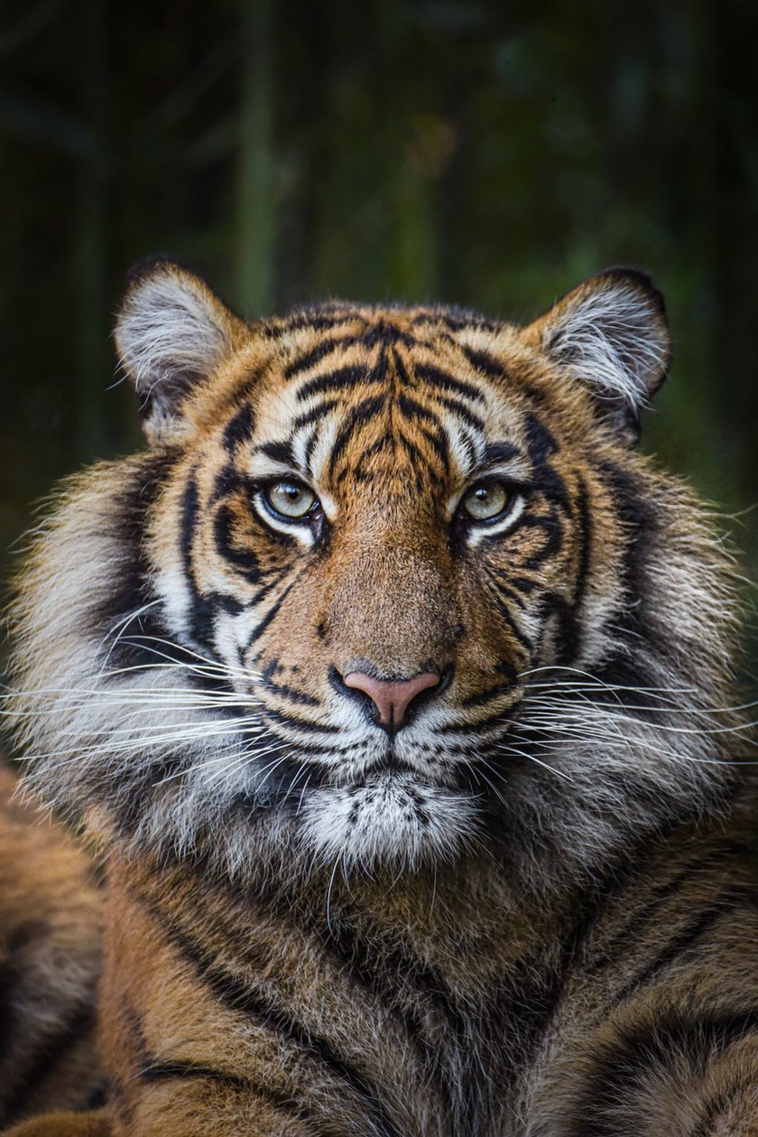 <p>Indera, tygrys sumatrzański z wrocławskiego zoo</p>