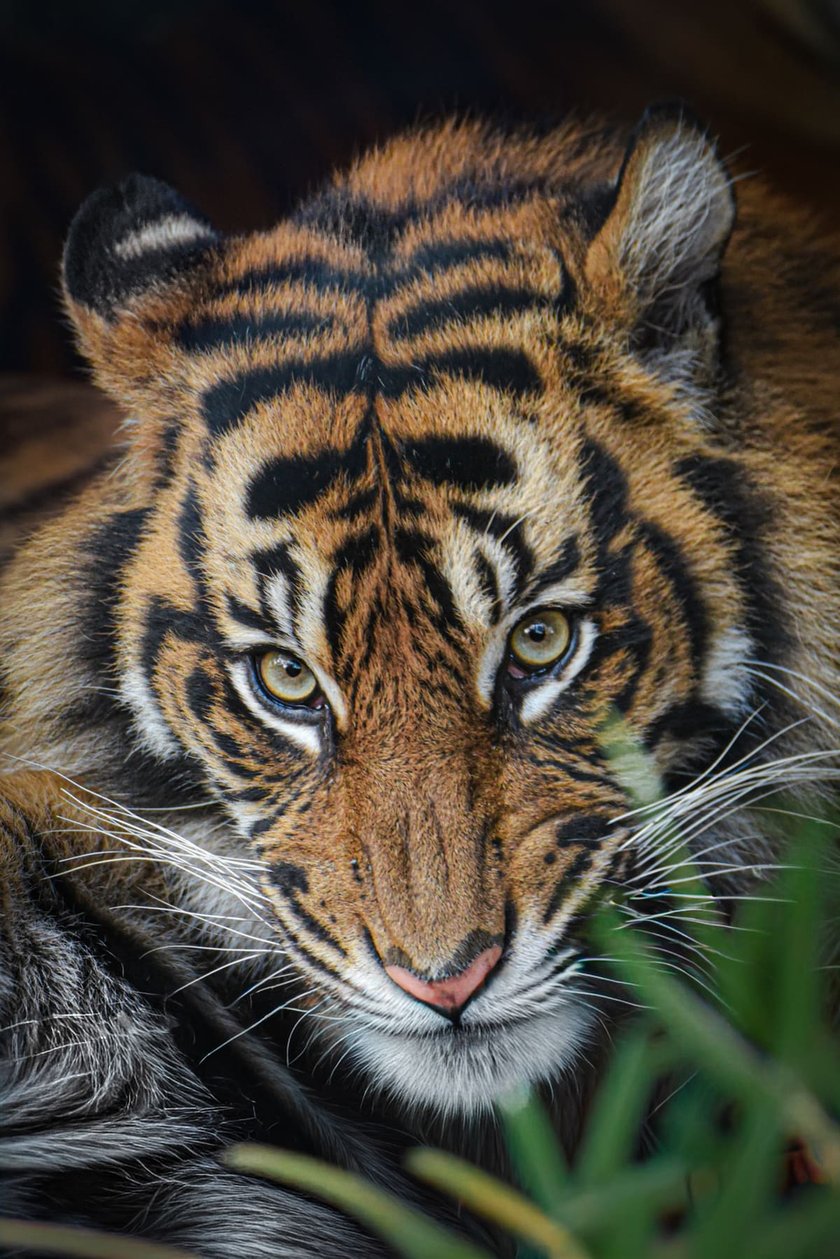 <p>Kampar, tygrys sumatrzański z wrocławskiego zoo</p>