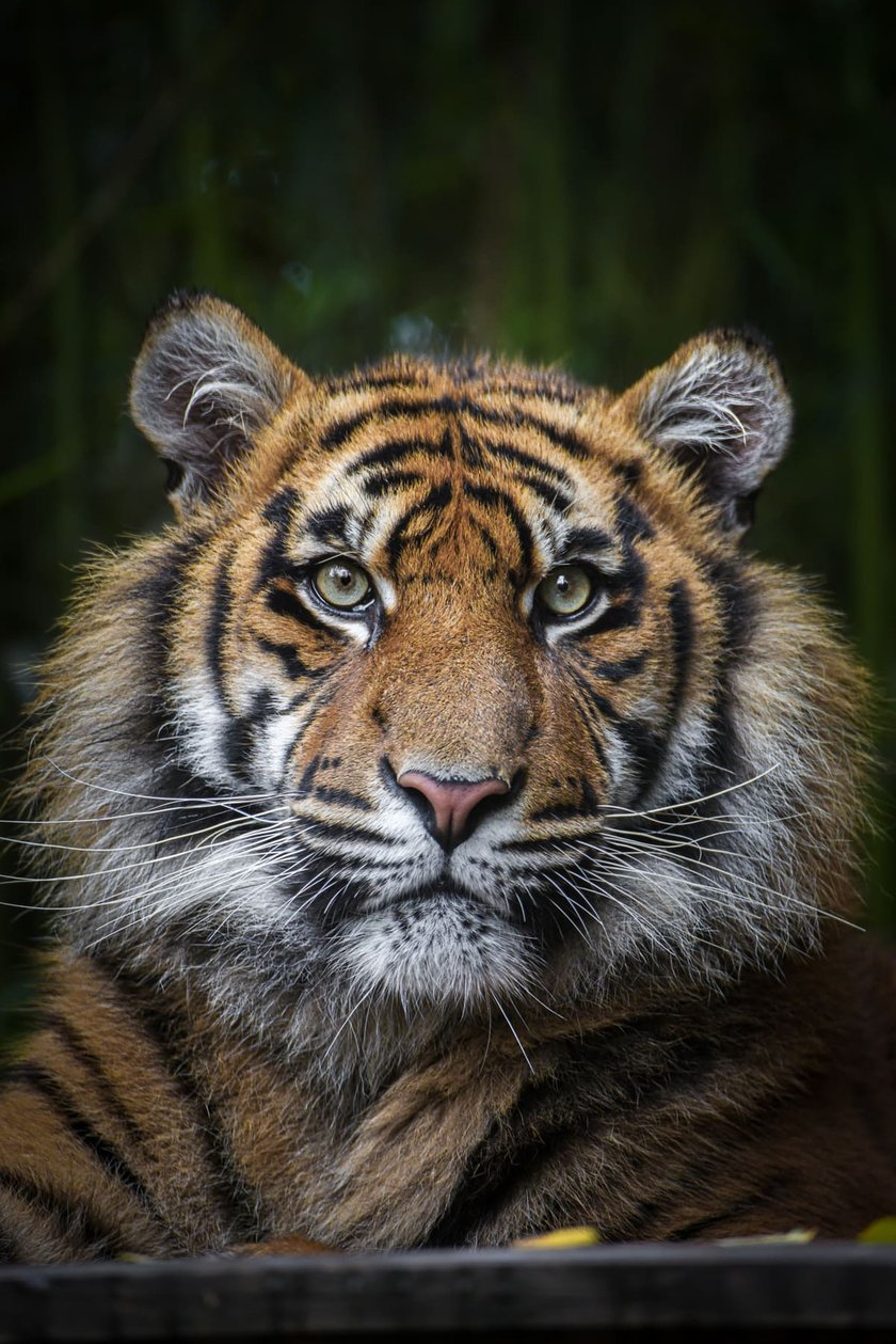 <p>Musi, tygrys sumatrzański z wrocławskiego zoo</p>