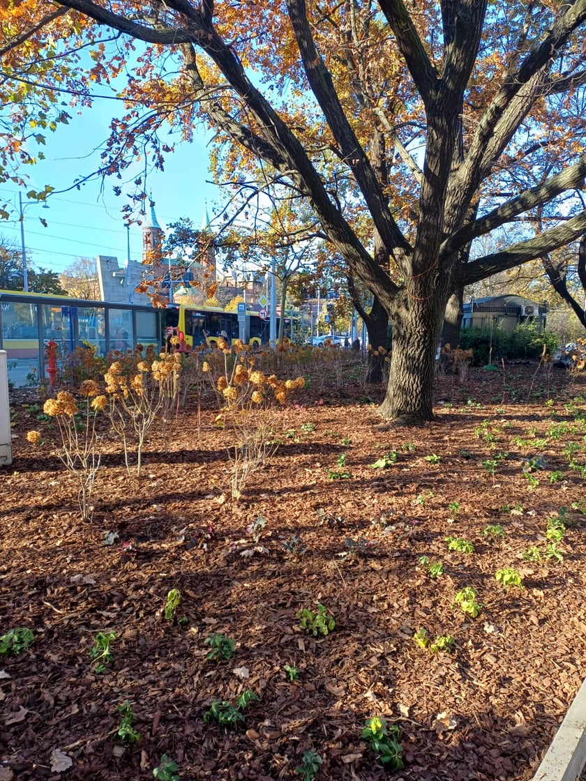 Skwer u zbiegu ulic Pomorskiej i św. Wincentego