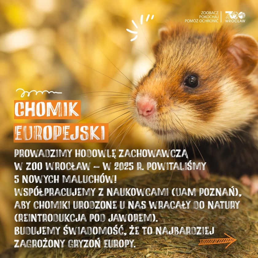 Zwierzę, na które można zagłosować w plebiscycie "Zwierzę Roku 2026) wspierane w naturze przez wrocławskie zoo