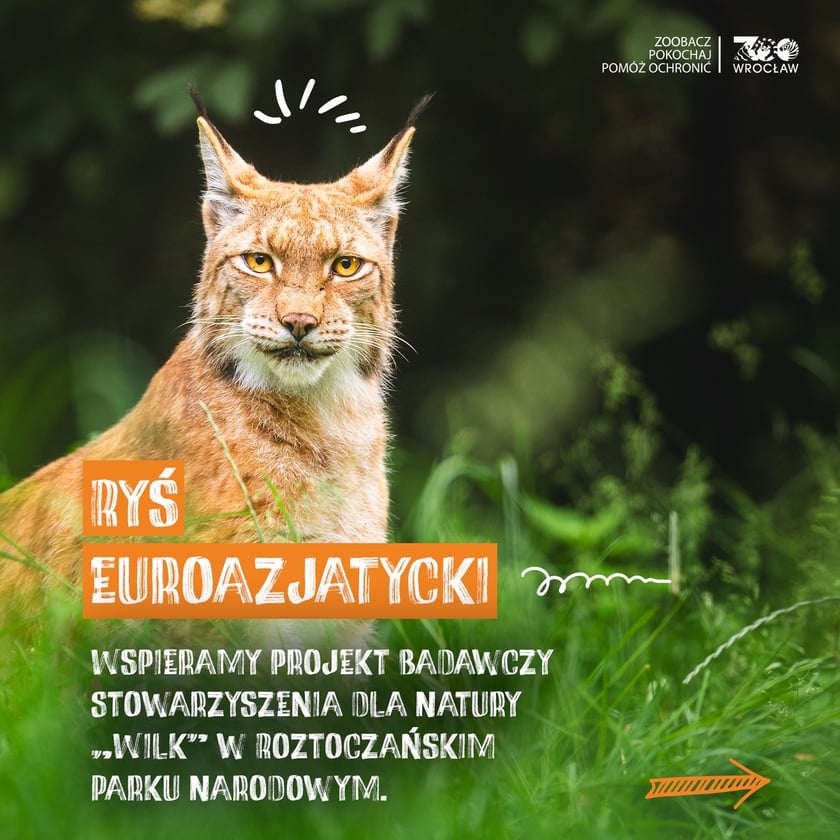 Zwierzę, na które można zagłosować w plebiscycie "Zwierzę Roku 2026) wspierane w naturze przez wrocławskie zoo