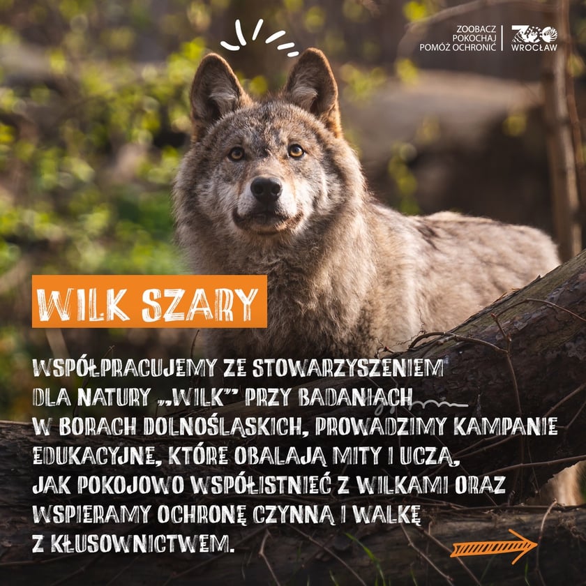 Zwierzę, na które można zagłosować w plebiscycie "Zwierzę Roku 2026) wspierane w naturze przez wrocławskie zoo