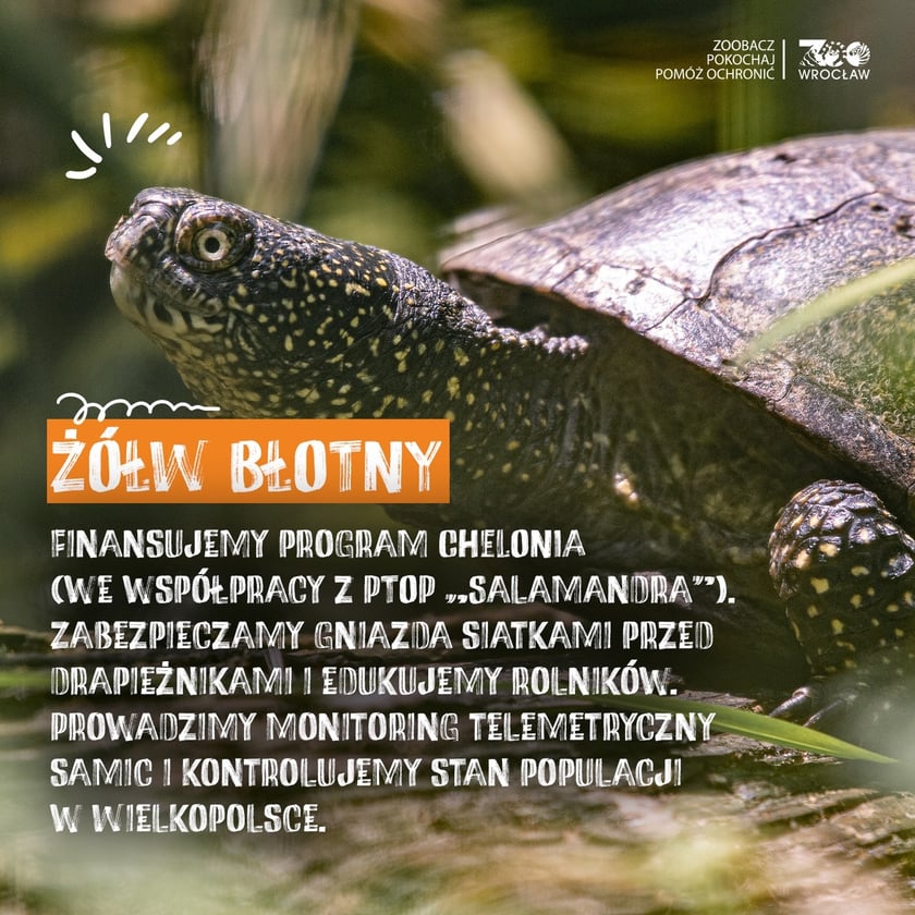 Zwierzę, na które można zagłosować w plebiscycie "Zwierzę Roku 2026) wspierane w naturze przez wrocławskie zoo