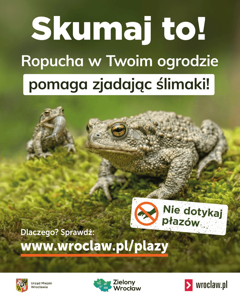 Grafika przedstawiająca ropuchy, na niej napis: Skumaj to! Ropucha w Twoim ogrodzie pomaga zjadając ślimaki!