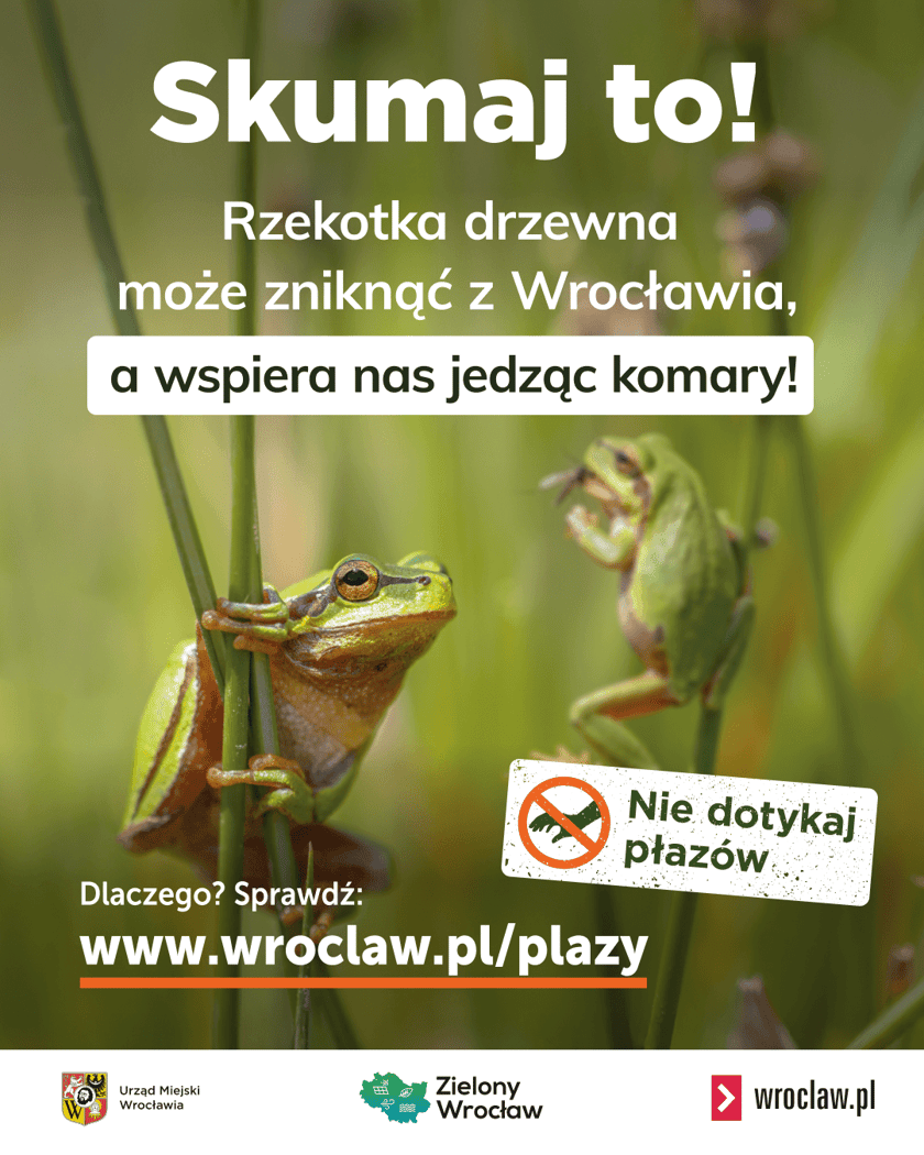 Grafika przedstawiająca rzekotki, na niej napis: Skumaj to! Rzekotka drzewna może zniknąć z Wrocławia, a wspiera nas jedząc komary!