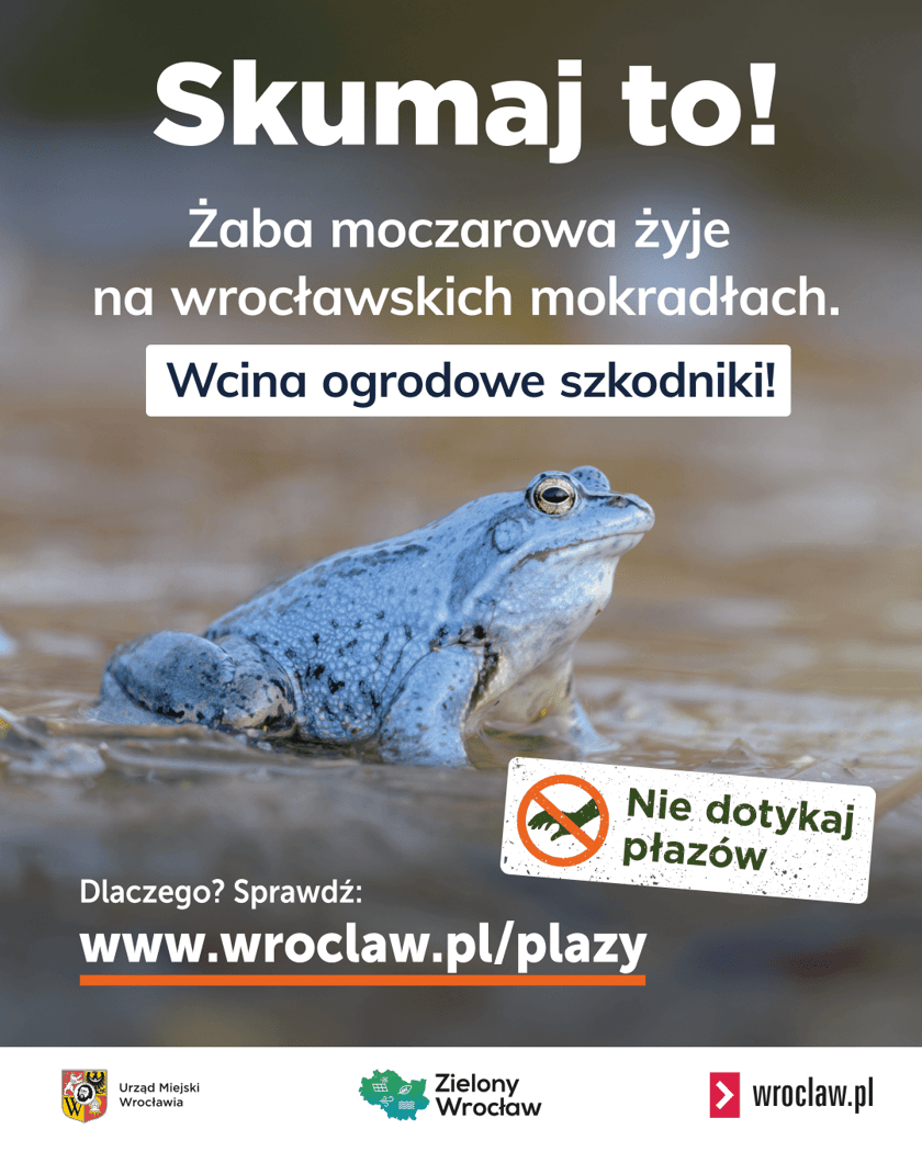 Grafika przedstawiająca żabę moczarową, na niej napis: Skumaj to! Żaba moczarowa żyje na wrocławskich mokradłach. Wcina ogrodowe szkodniki i kleszcze!