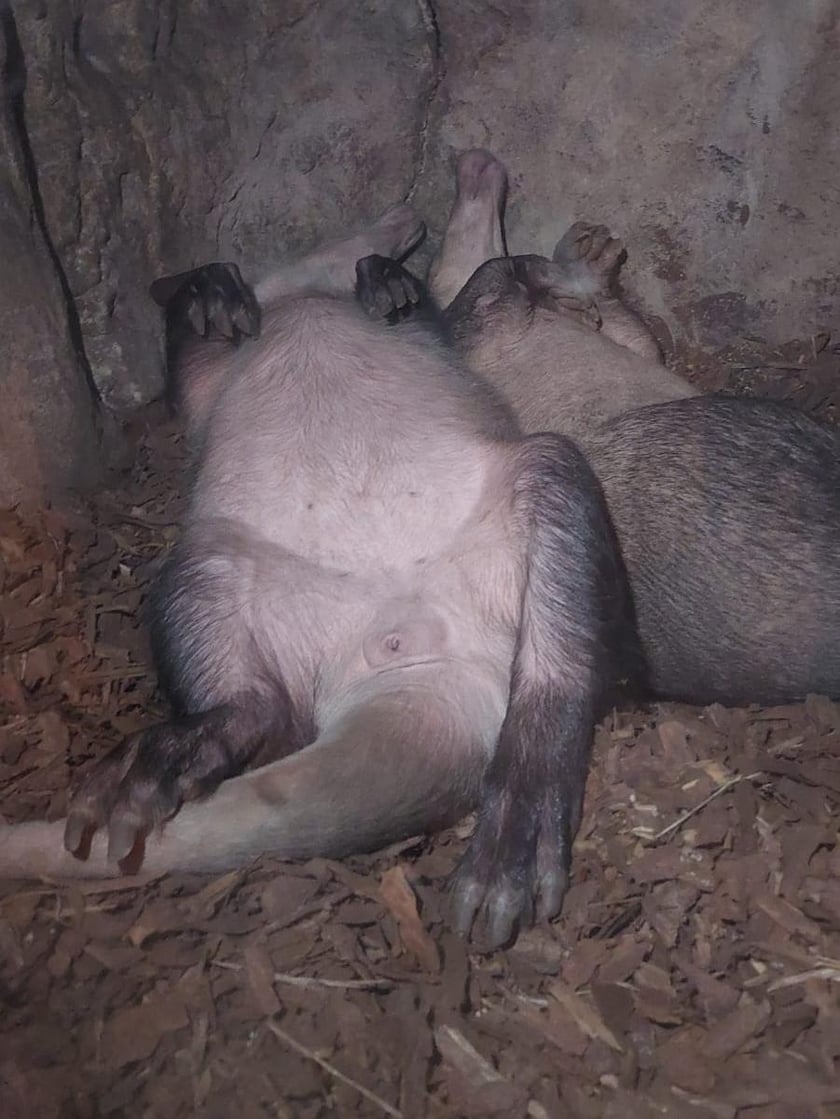 Mrówniki z wrocławskiego zoo