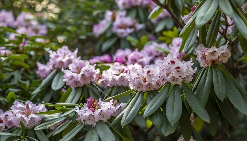 Pod koniec marca, w Ogrodzie Botanicznym, zakwitły piękne rododendrony.