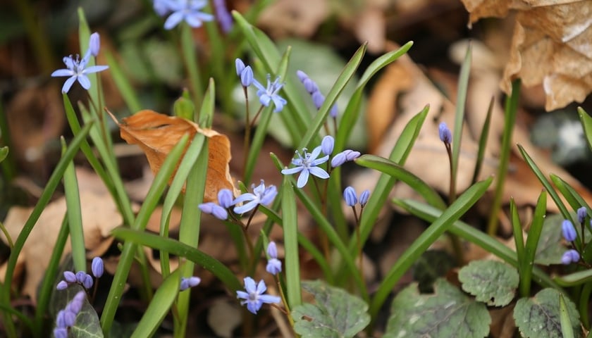 Wrocławski Ogród Botaniczny – pierwsze kwiaty przedwiośnia, pszczoły i motyle